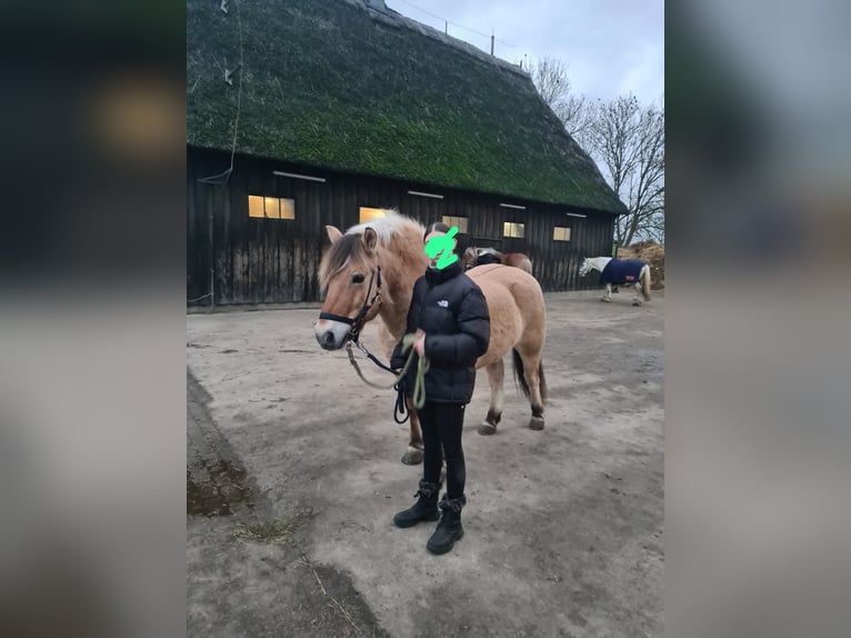 Fjord Horses Gelding 8 years 14,3 hh Dun in Hamburg Allermöhe