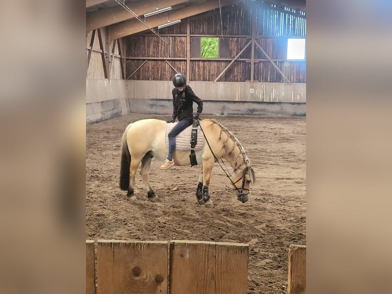 Fjord Horses Gelding 8 years 14,1 hh Dun in Baesweiler