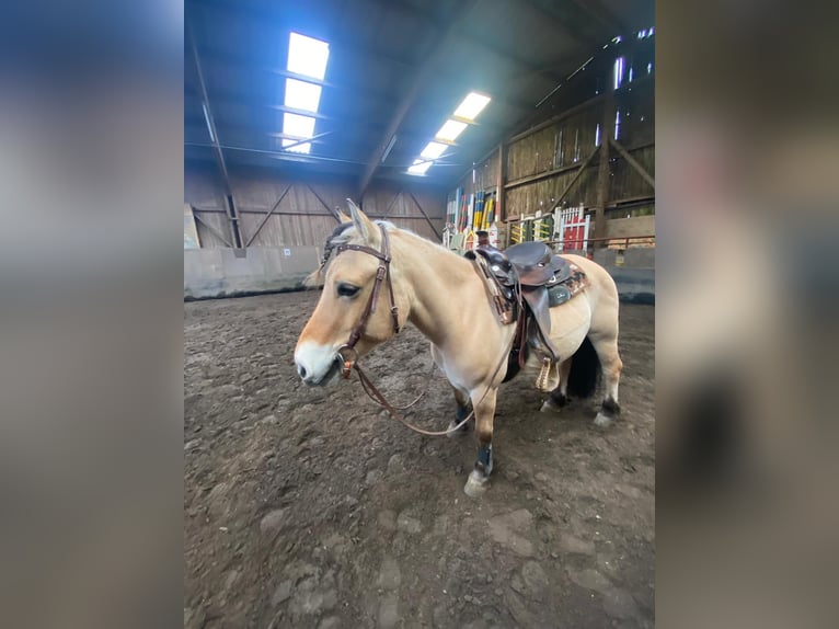 Fjord Horses Gelding 8 years 14,1 hh Dun in Baesweiler