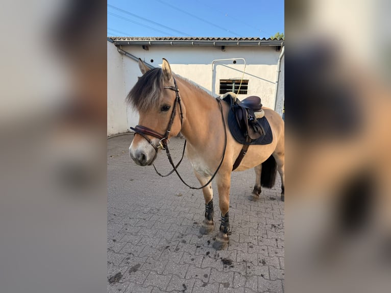 Fjord Horses Gelding 8 years 14,1 hh Dun in Baesweiler