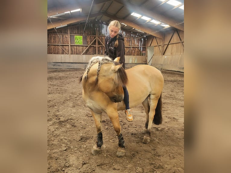 Fjord Horses Gelding 8 years 14,1 hh Dun in Baesweiler