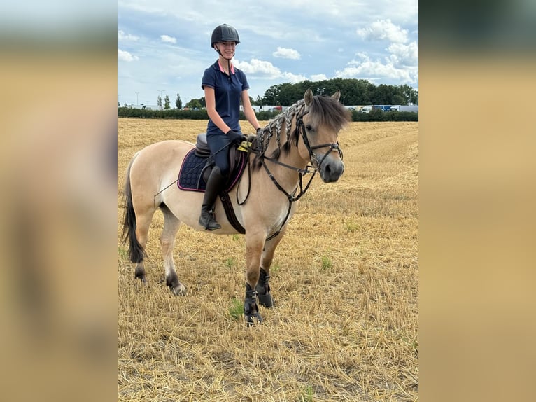 Fjord Horses Gelding 8 years 14,1 hh Dun in Baesweiler