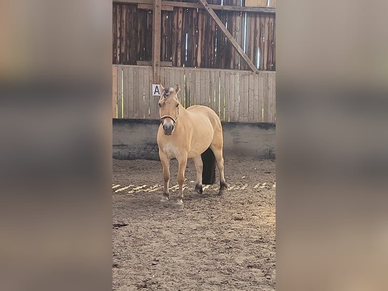 Fjord Horses Gelding 8 years 14,1 hh Dun in Baesweiler