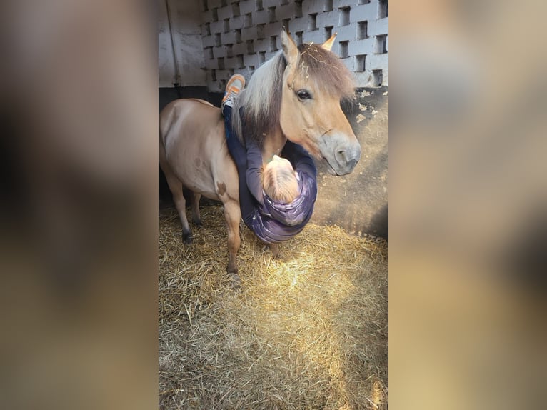 Fjord Horses Gelding 8 years 14,1 hh Dun in Baesweiler
