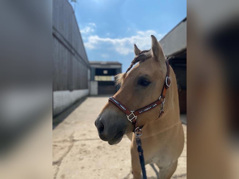 Fjord Horses Gelding 8 years 14,1 hh Dun in Baesweiler