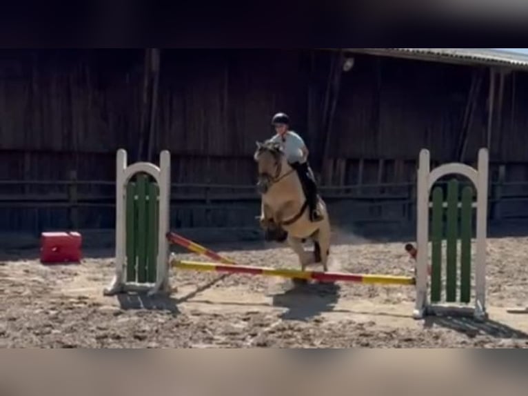 Fjord Horses Gelding 8 years 14,1 hh Dun in Baesweiler