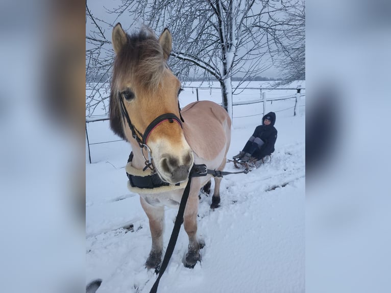 Fjord Horses Gelding 8 years 14,1 hh Dun in Baesweiler