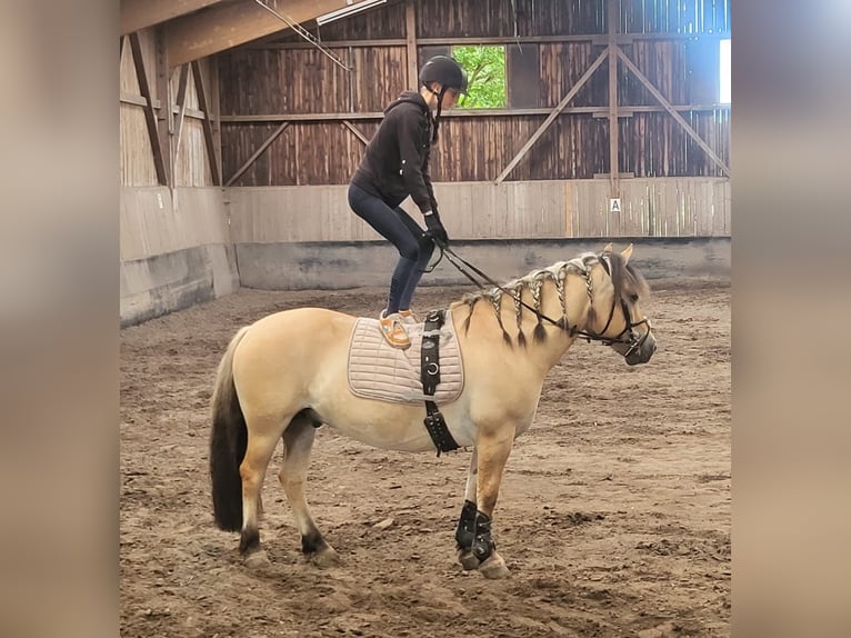 Fjord Horses Gelding 8 years 14,1 hh Dun in Baesweiler