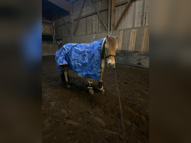 Fjord Horses Gelding 8 years 14,1 hh Dun in Baesweiler