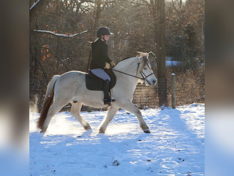 Fjord Horses Gelding 8 years 14,1 hh White in Howell