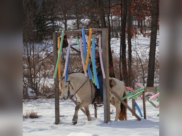Fjord Horses Gelding 8 years Dun in Howell
