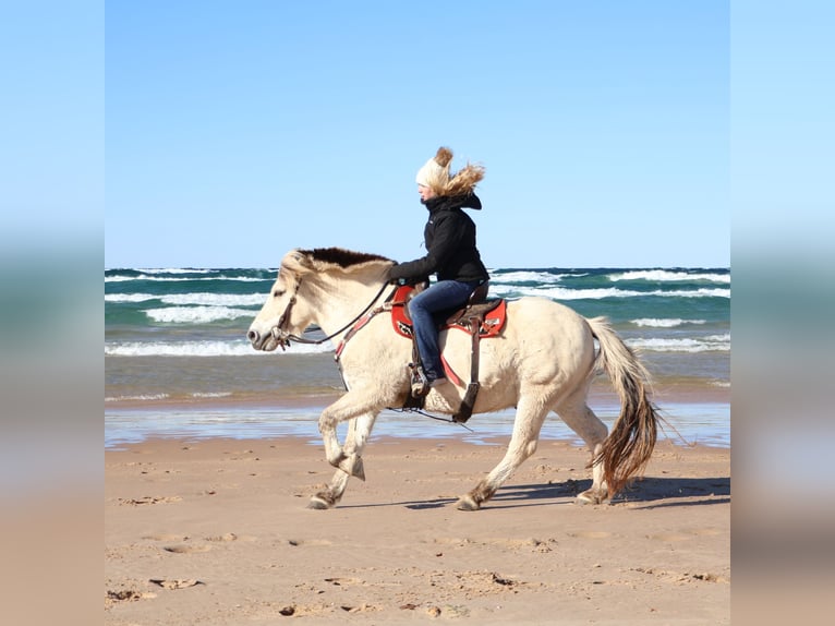 Fjord Horses Gelding 8 years Dun in Howell