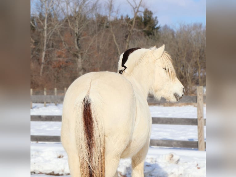 Fjord Horses Gelding 8 years Dun in Howell