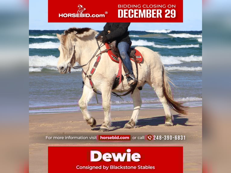 Fjord Horses Gelding 8 years Dun in Howell