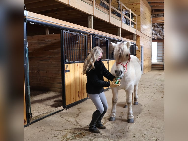 Fjord Horses Gelding 8 years Dun in Howell