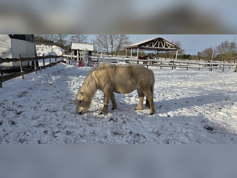 Fjord Horses Gelding 9 years 13.2 hh Dun in Westoverledingen