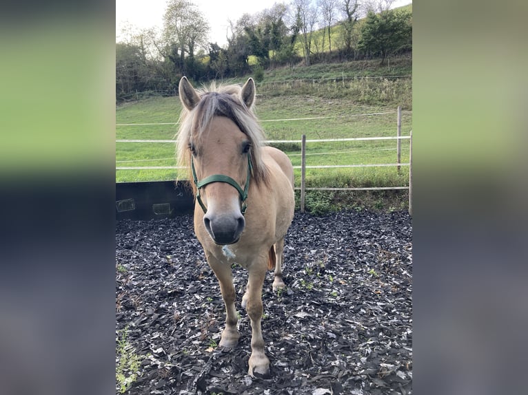 Fjord Horses Gelding 9 years 13.3 hh Dun in Oberheimbach