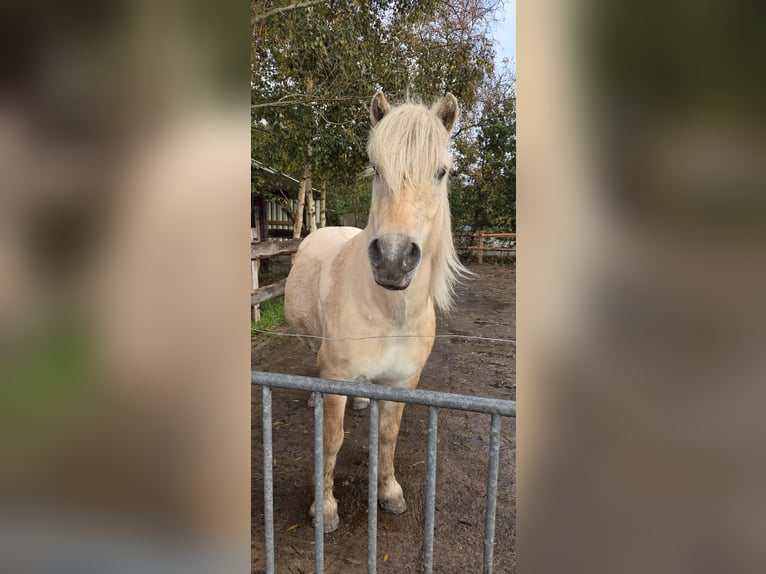 Fjord Horses Gelding 9 years 13,2 hh Dun in Westoverledingen