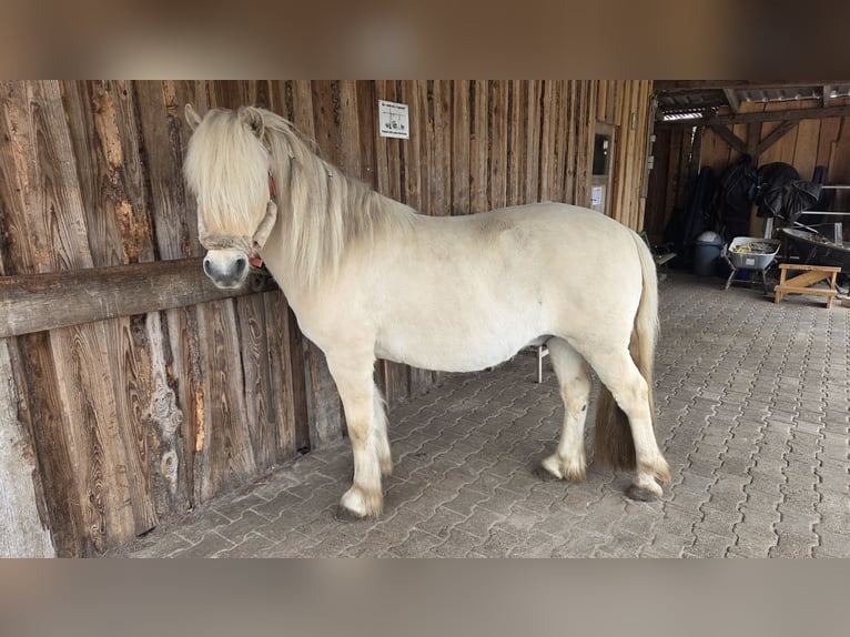 Fjord Horses Gelding 9 years 13,2 hh Dun in Westoverledingen