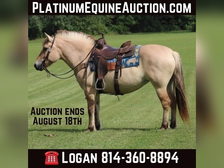 Fjord Horses Gelding 9 years 14.1 hh Buckskin in Rineyville KY