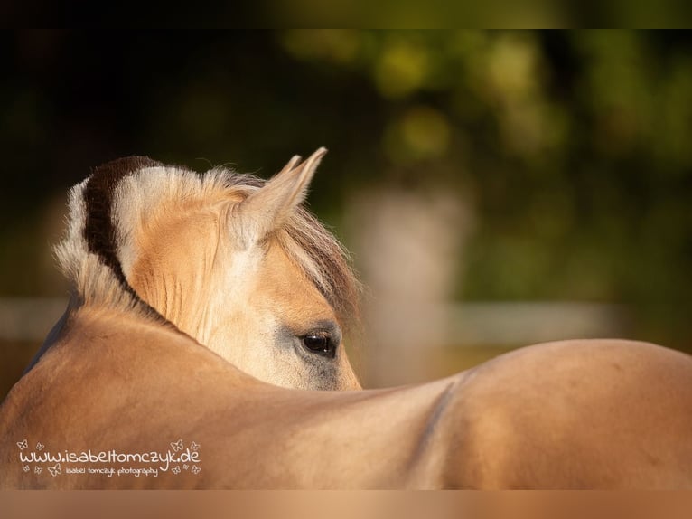 Fjord Horses Gelding 9 years 14,1 hh in Hemsbach