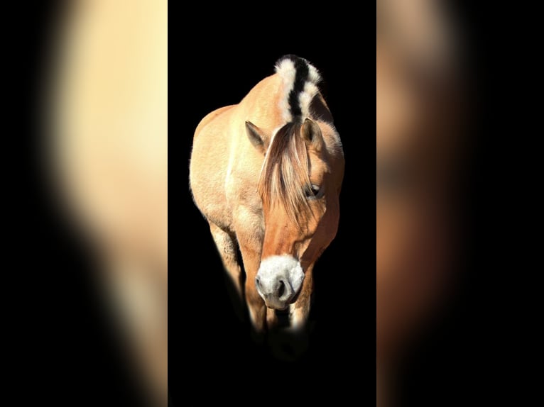 Fjord Horses Gelding 9 years 14,2 hh Buckskin in Highland Mi