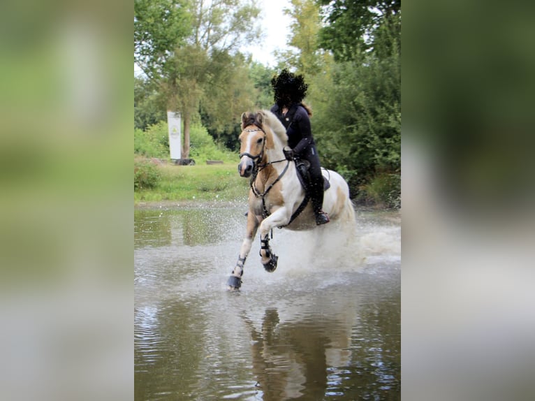 Fjord Horses Mix Gelding 9 years 14.2 hh  in Osteel