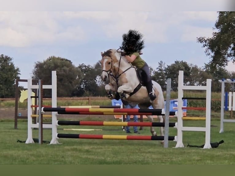 Fjord Horses Mix Gelding 9 years 14.2 hh  in Osteel