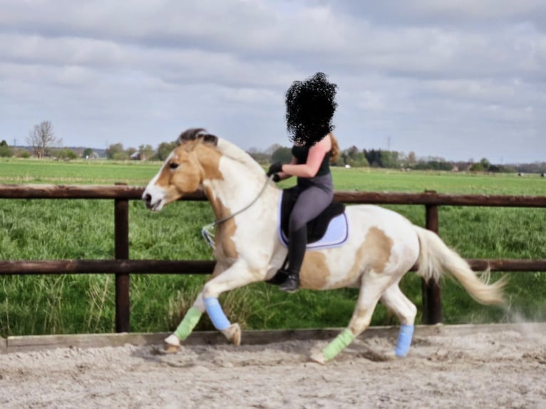 Fjord Horses Mix Gelding 9 years 14.2 hh  in Osteel