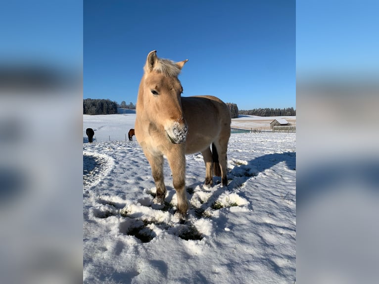 Fjord Horses Gelding 9 years 14,2 hh Dun in Kaufbeuren