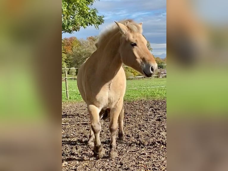 Fjord Horses Gelding 9 years 14,2 hh Dun in Kaufbeuren