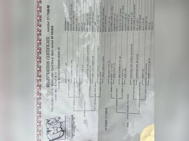 Fjord Horses Gelding 9 years 14,1 hh Buckskin in Rineyville KY