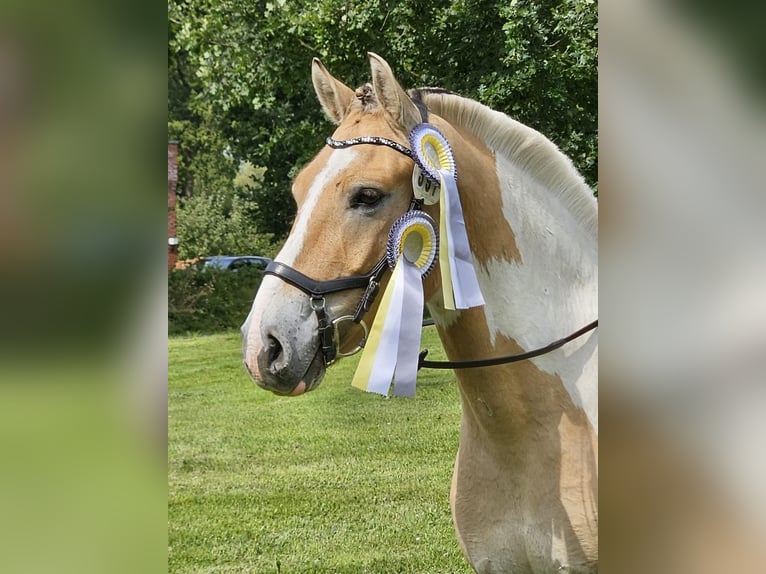 Fjord Horses Mix Gelding 9 years 14,2 hh  in Osteel