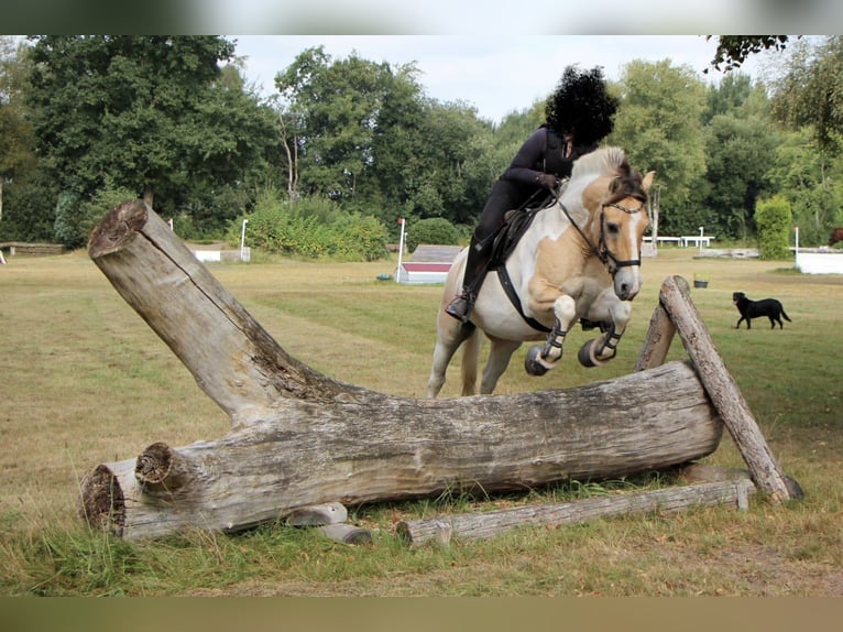 Fjord Horses Mix Gelding 9 years 14,2 hh  in Osteel