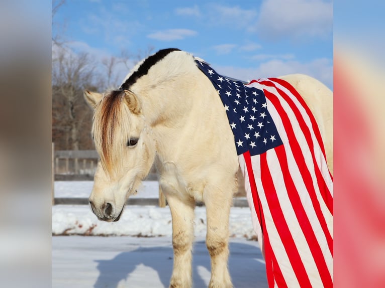 Fjord Horses Gelding 9 years Dun in Howell