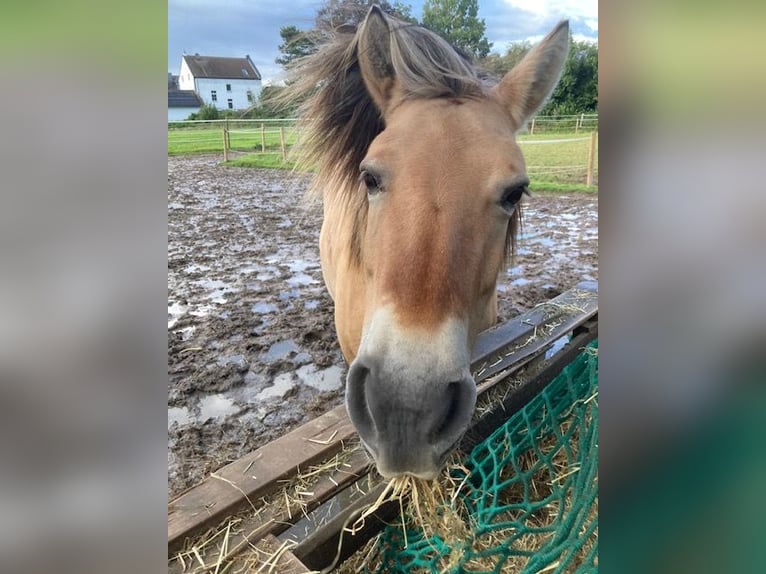 Fjord Horses Mare 10 years 13,1 hh Dun in Viersen