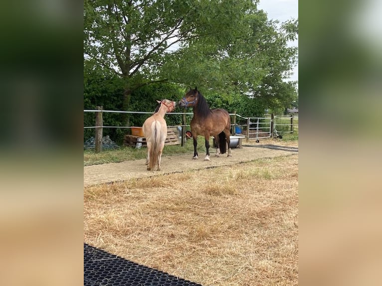 Fjord Horses Mare 10 years 13,1 hh Dun in Viersen