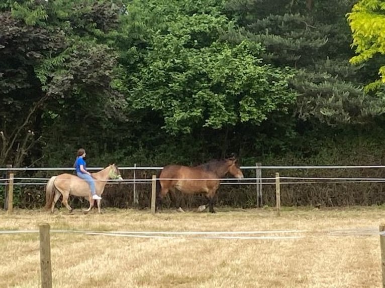 Fjord Horses Mare 10 years 13,1 hh Dun in Viersen