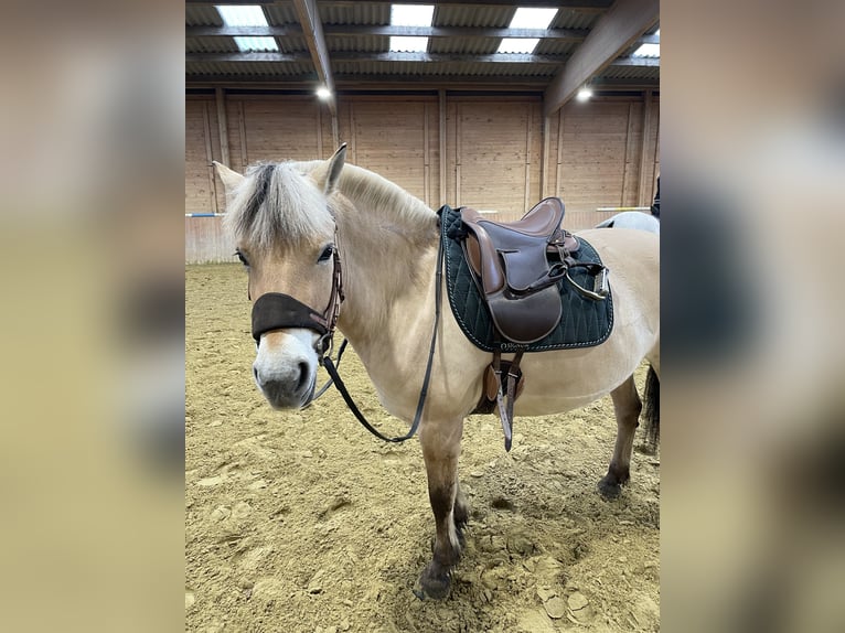 Fjord Horses Mare 10 years 14,1 hh Dun in Rheurdt