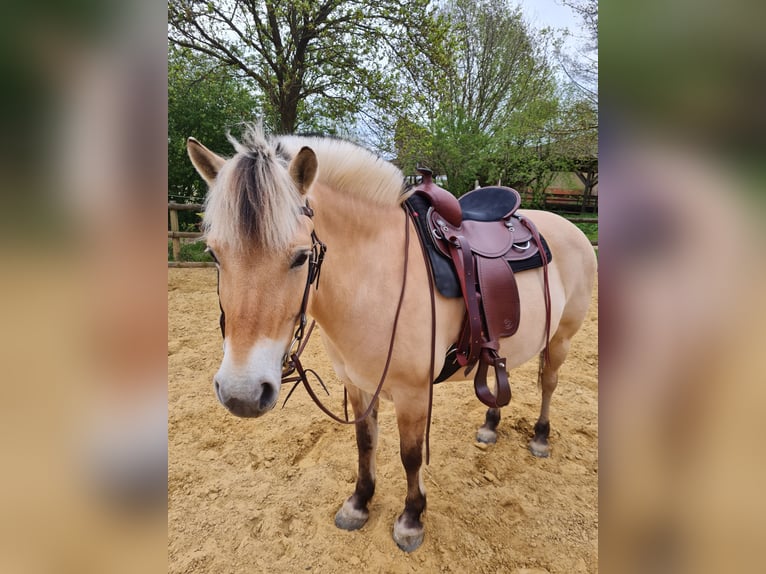 Fjord Horses Mare 10 years 14,1 hh Dun in Rheurdt