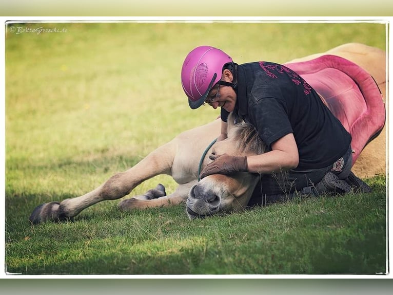 Fjord Horses Mare 10 years Dun in Rehhorst