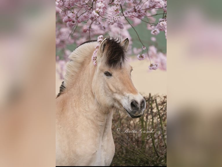 Fjord Horses Mare 10 years Dun in Rehhorst