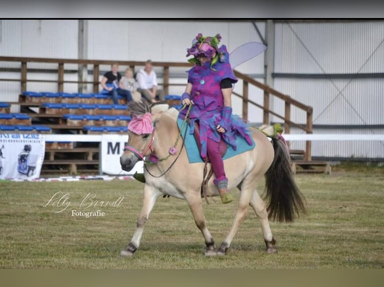 Fjord Horses Mare 10 years Dun in Rehhorst