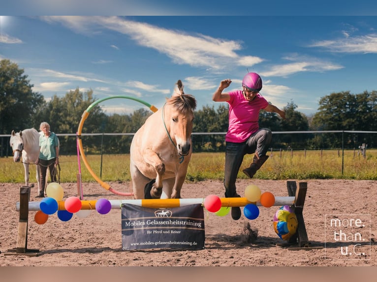 Fjord Horses Mare 10 years Dun in Rehhorst