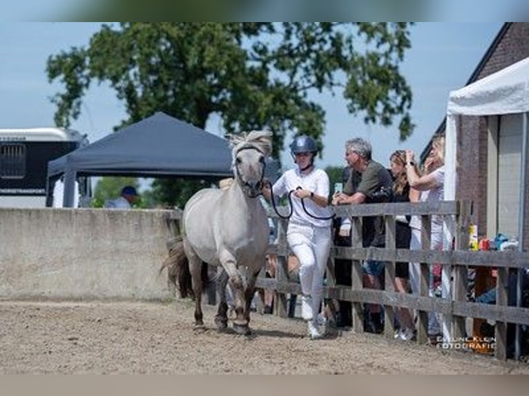 Fjord Horses Mare 11 years 13,2 hh Grullo in Lille