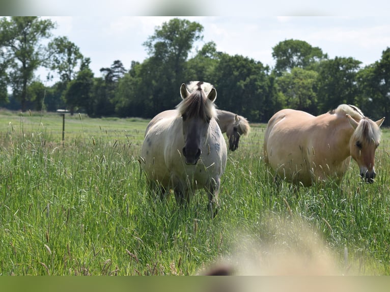 Fjord Horses Mare 11 years 13,2 hh Grullo in Lille