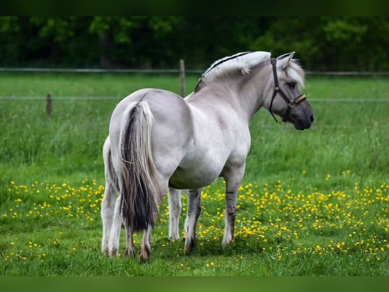 Fjord Horses Mare 11 years 13,2 hh Grullo in Lille
