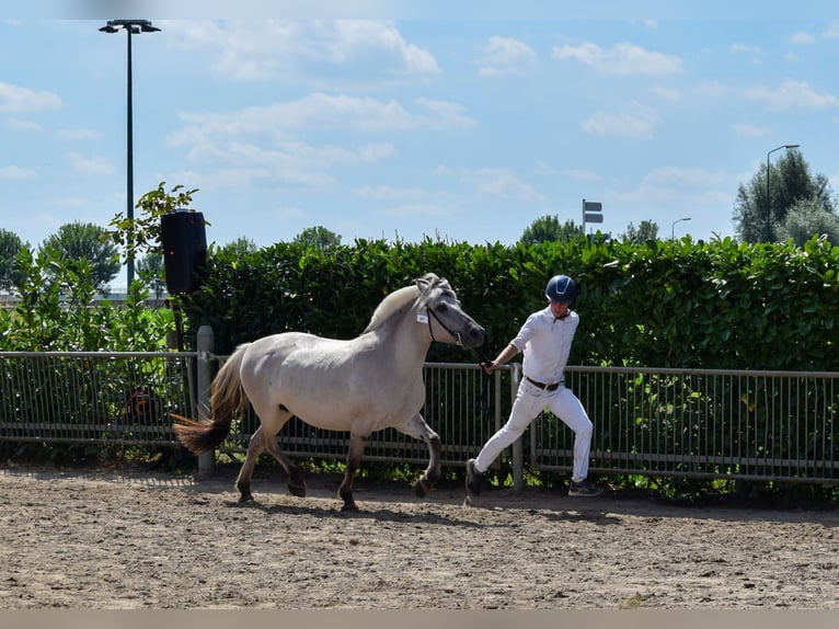 Fjord Horses Mare 11 years 13,2 hh Grullo in Lille