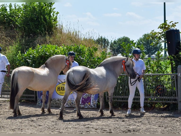 Fjord Horses Mare 11 years 13,2 hh Grullo in Lille