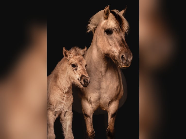 Fjord Horses Mare 11 years 13,2 hh Grullo in Lille